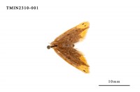 藏品(雙斑黃毒蛾)的圖片